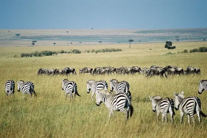 safari-adventurers