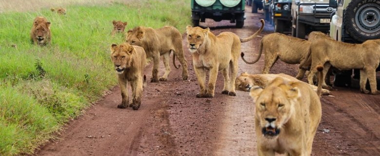 Masai Mara or Serengeti