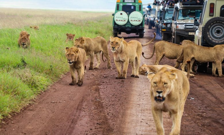 Masai Mara or Serengeti