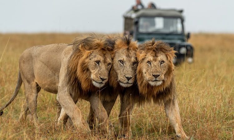 Masai Mara or Serengeti