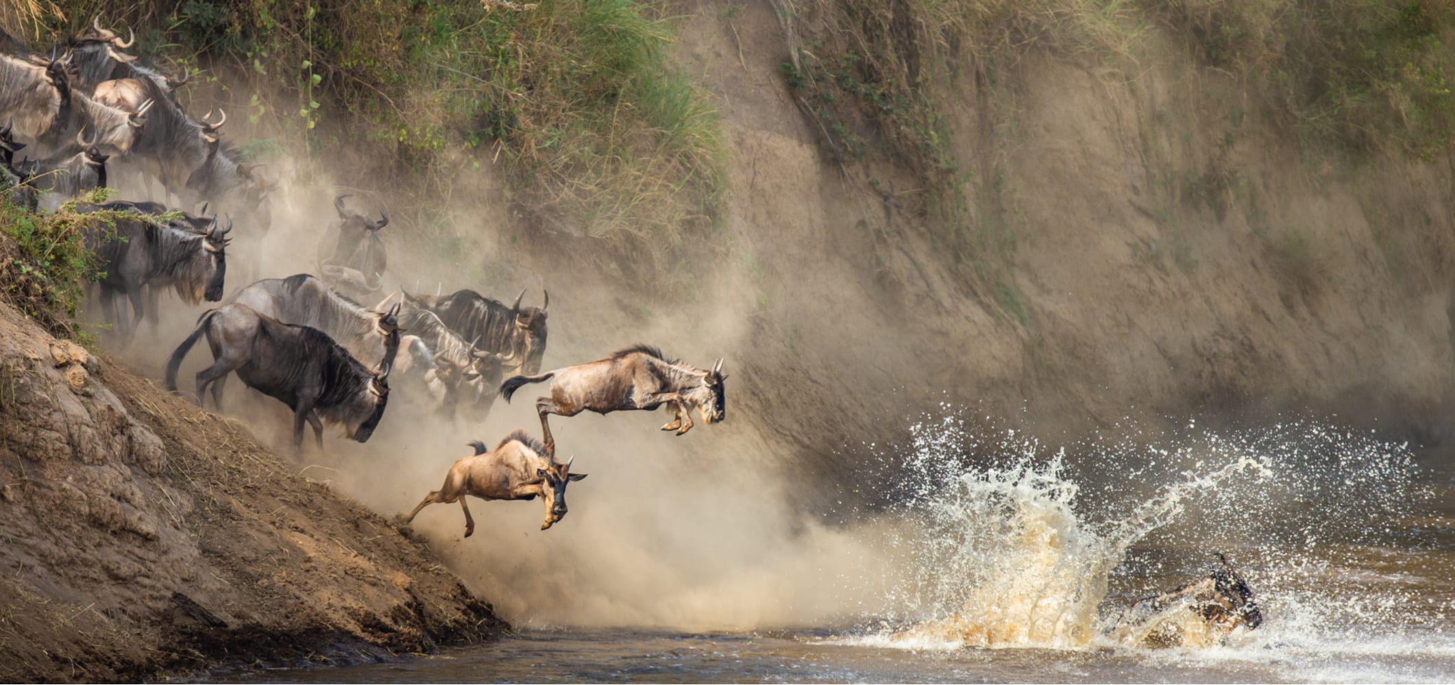 Masai Mara or Serengeti