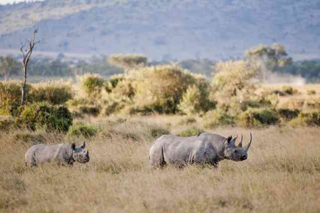 Safari in Kenya Cost