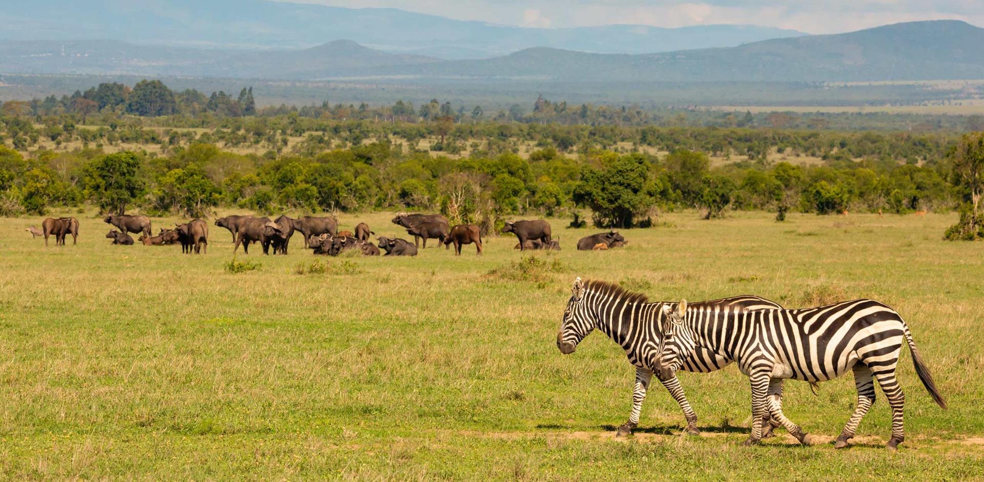 Ol Pajeta Conservancy Kenya