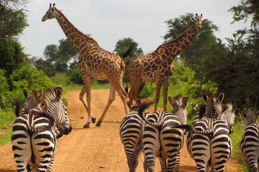 Zanzibar Wildlife Safari