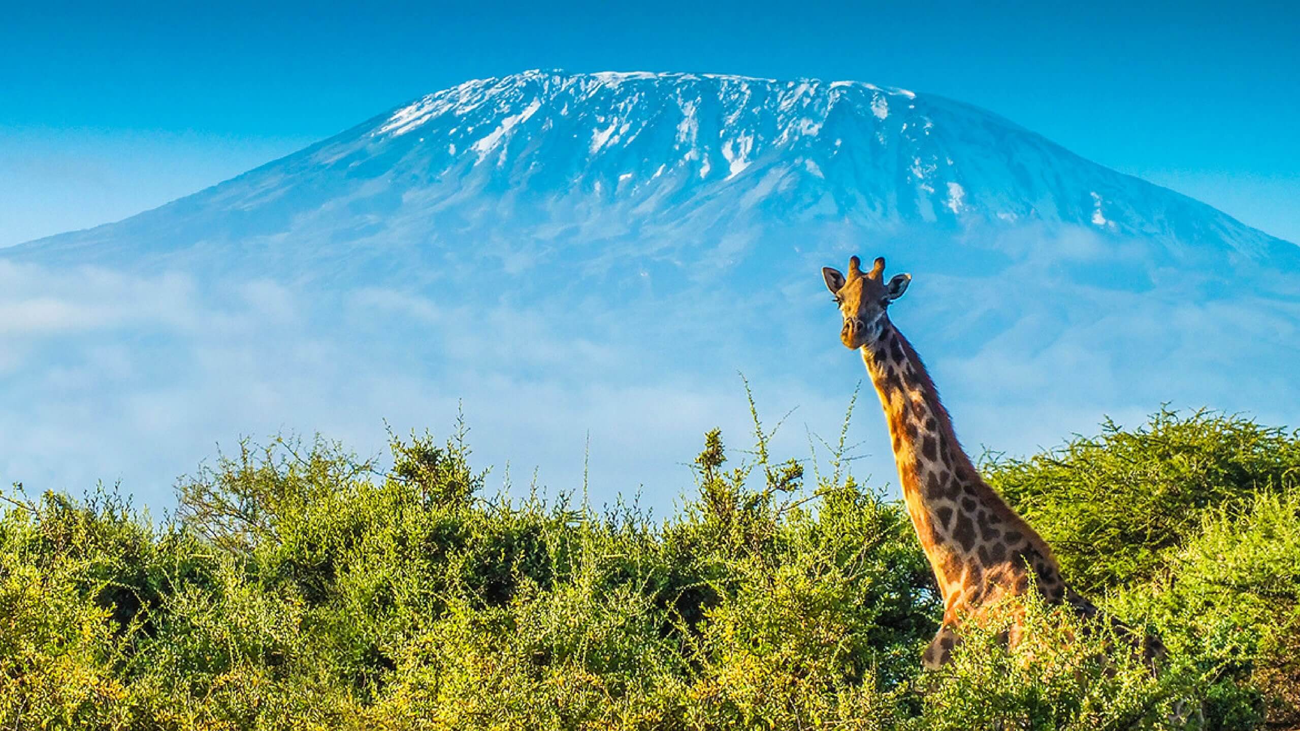 Safari Kilimanjaro National Park