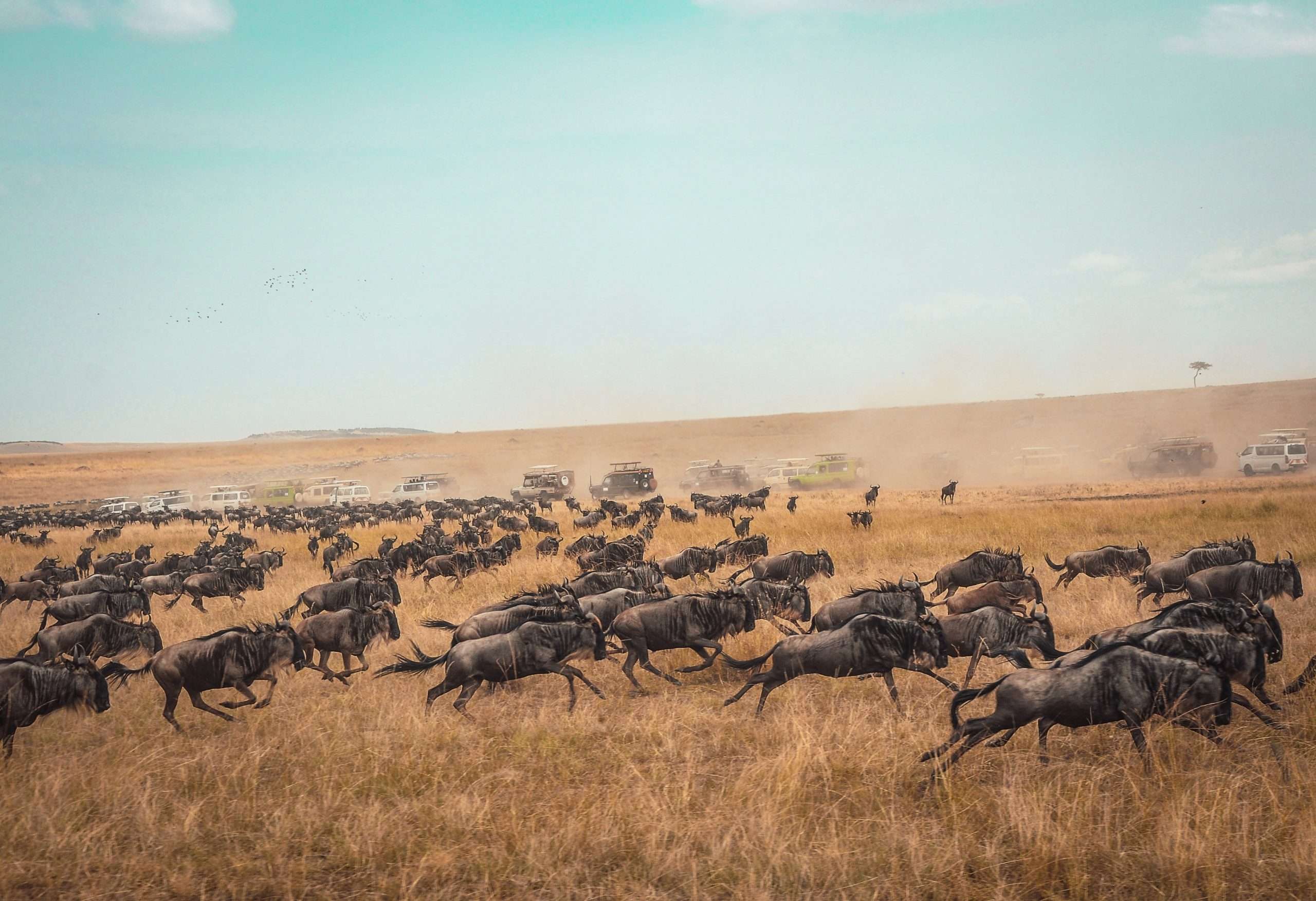 Kenya Great Migration Safari