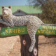 Ruaha Safari Packages