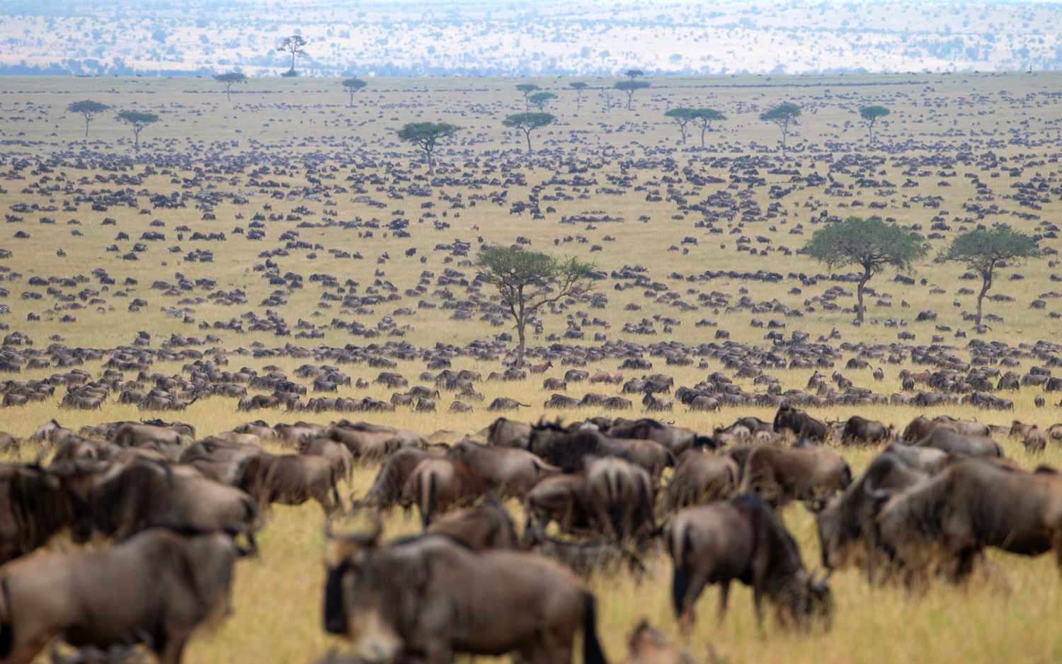 Kenya Great Migration Safari