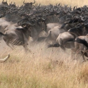 Safari in Tanzania Serengeti