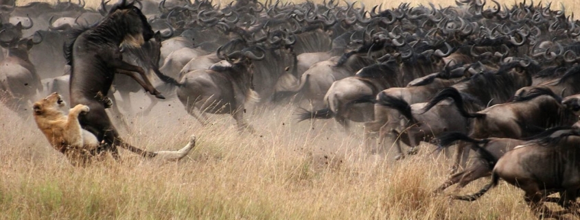 Safari in Tanzania Serengeti