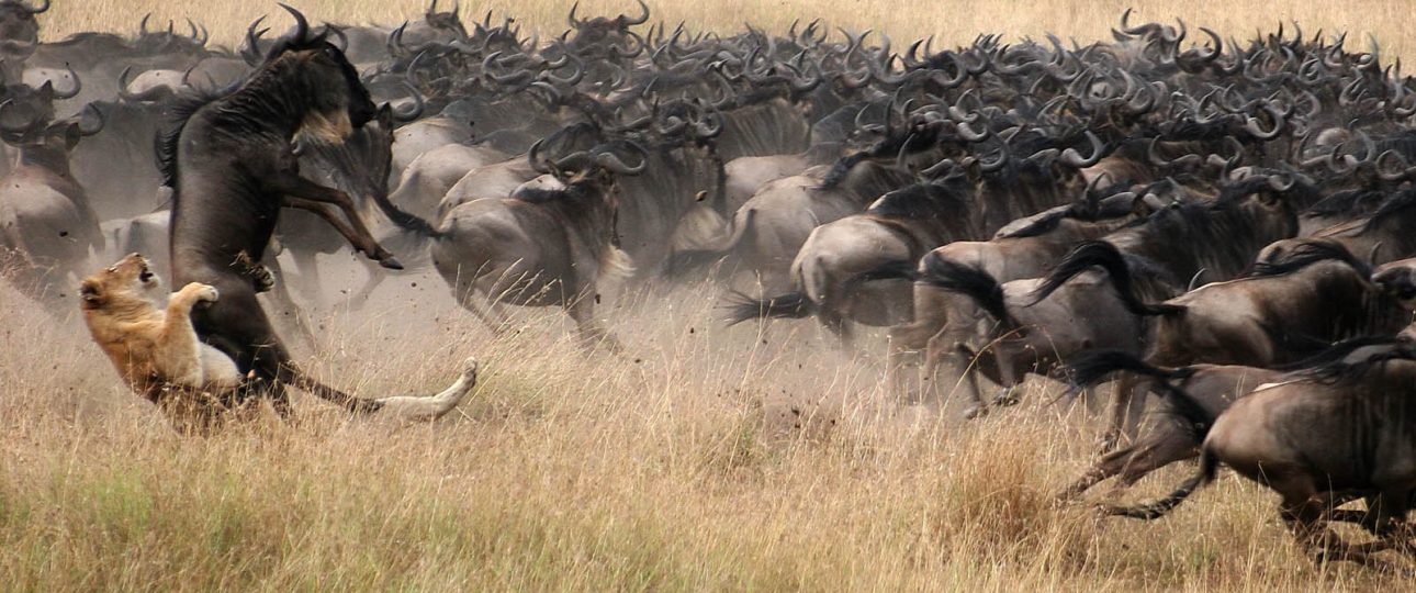 Safari in Tanzania Serengeti