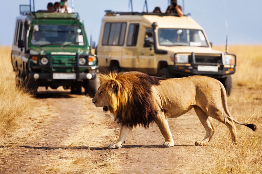 African Safari In Tanzania