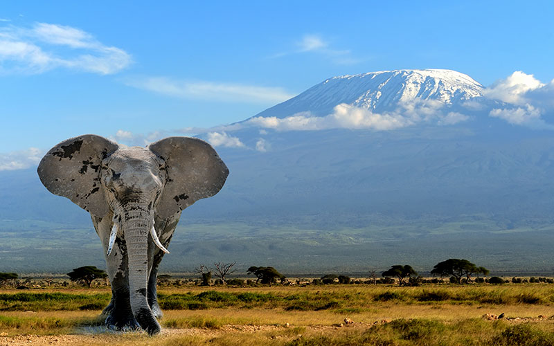 Kilimanjaro Mountain Climbing Tours