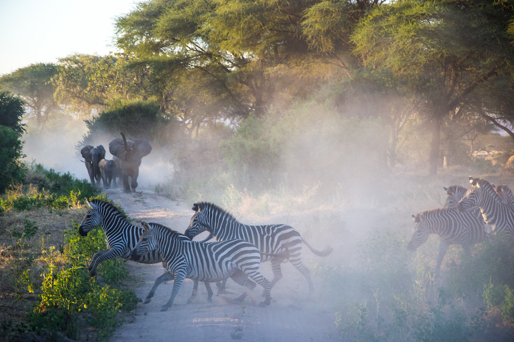 Ruaha Safari Packages