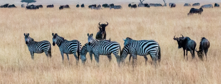 African safari Tanzania