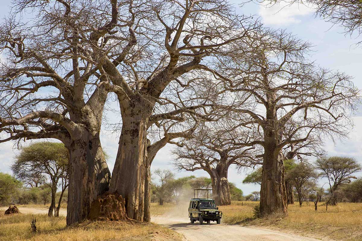 Safari In Tanzania or Kenya