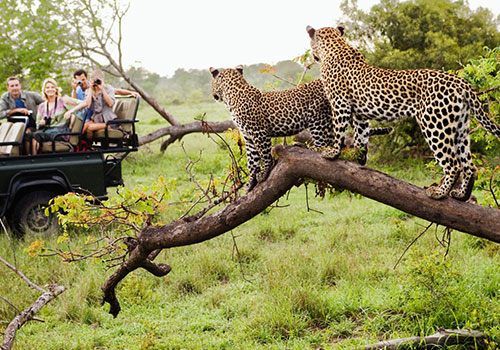 Tanzania African Safari