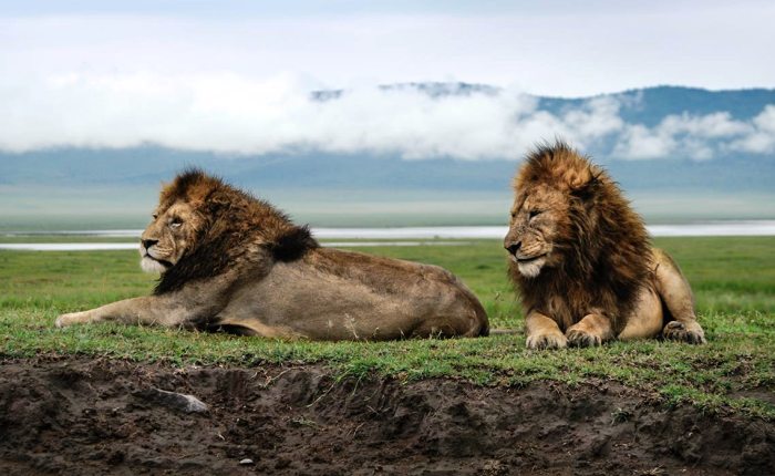 Ngorongoro Crater Safaris