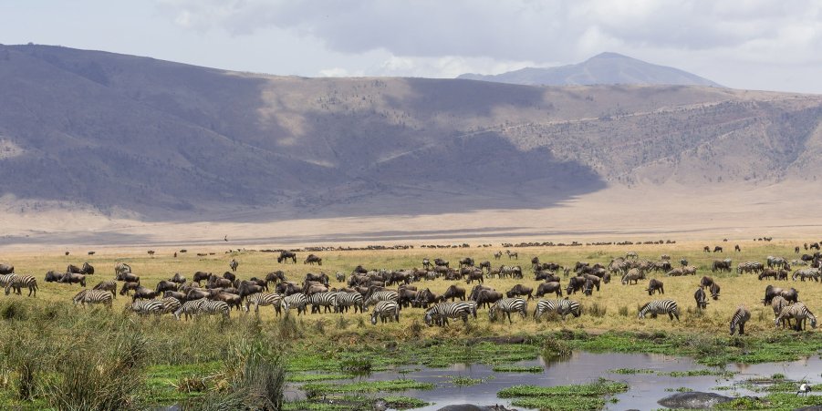 Ngorongoro Crater Safaris