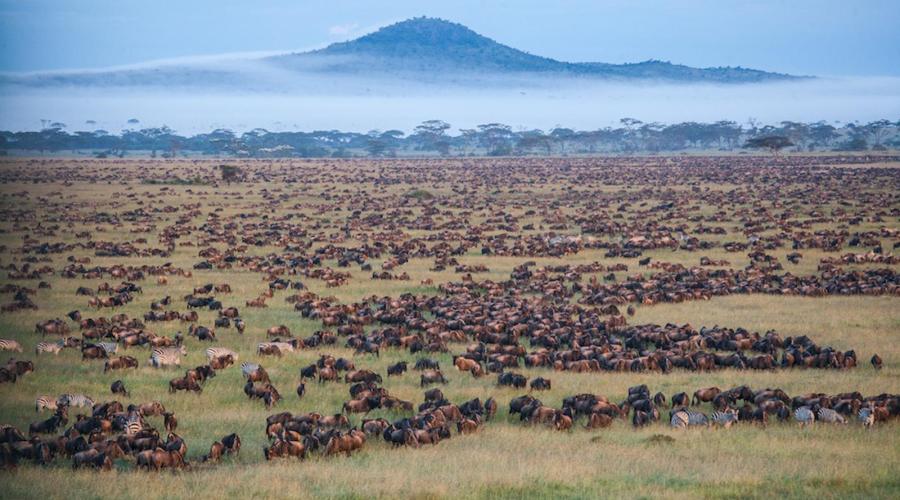 African safari Tanzania