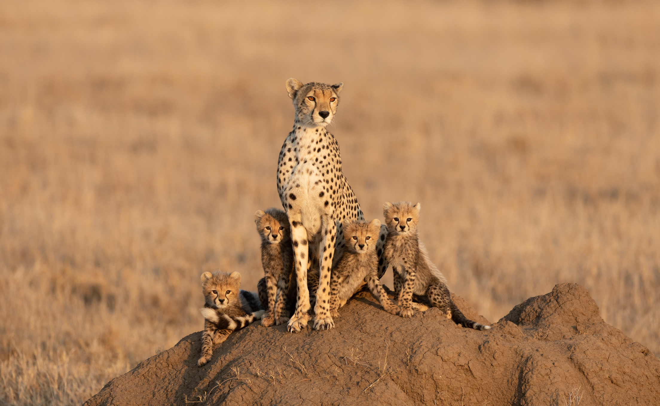 Safari in Tanzania Serengeti