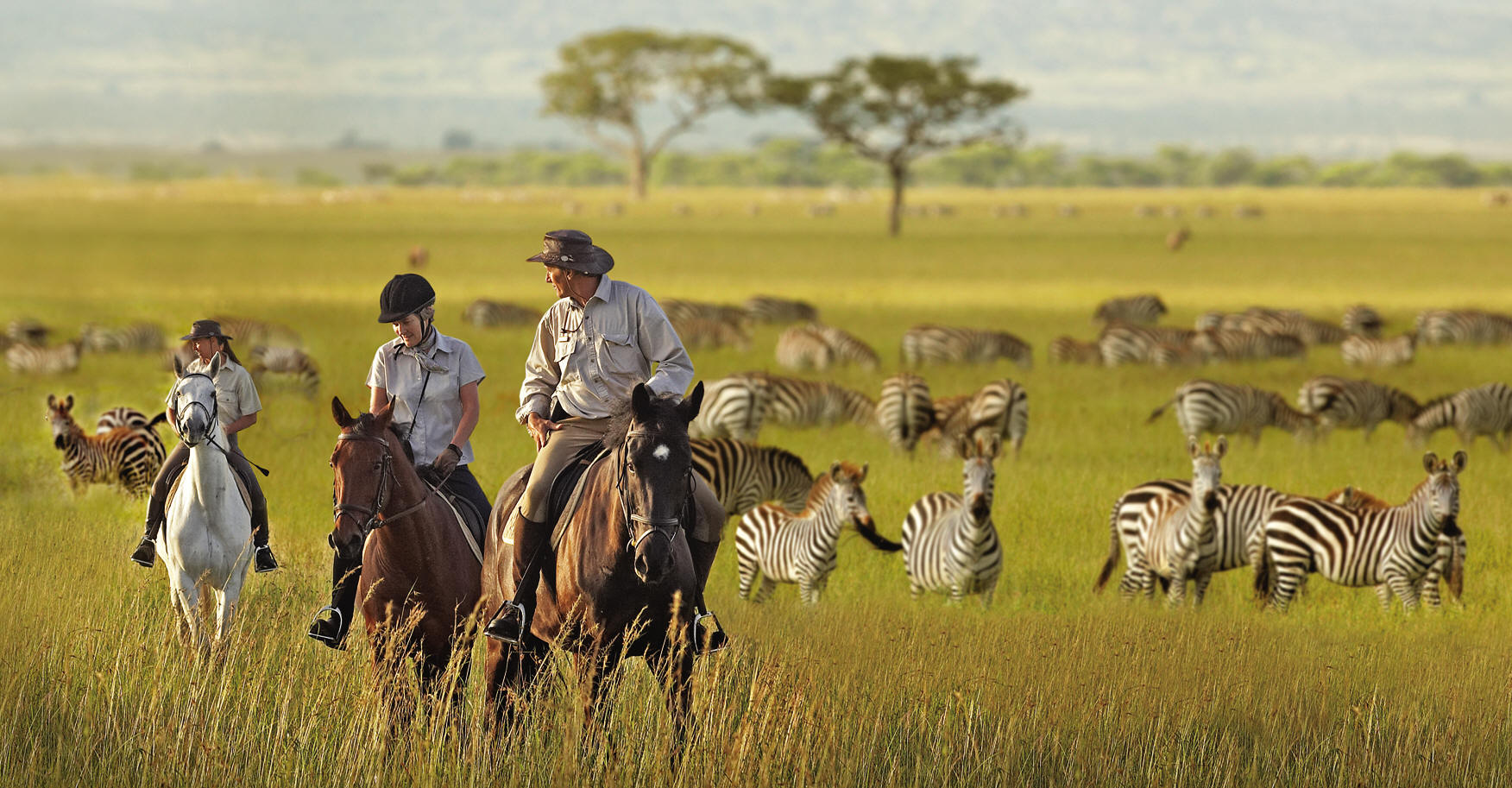 Safari In Tanzania or Kenya