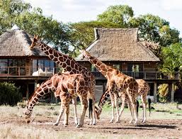 Luxury Tours Kenya