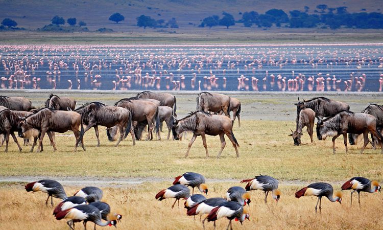 Ngorongoro Crater Safaris