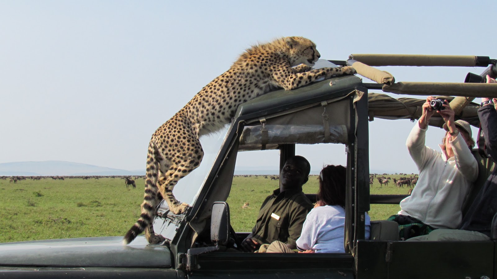 Safari In Tanzania or Kenya