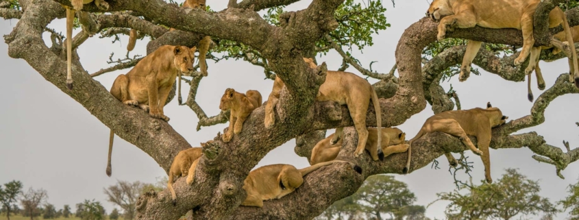 Safari in Tanzania Serengeti