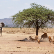 African safari Tanzania