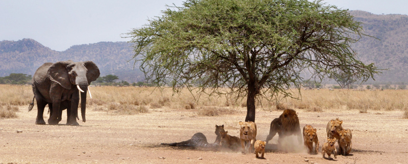 African safari Tanzania