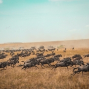 Wilderbeest migration on the maasai mara