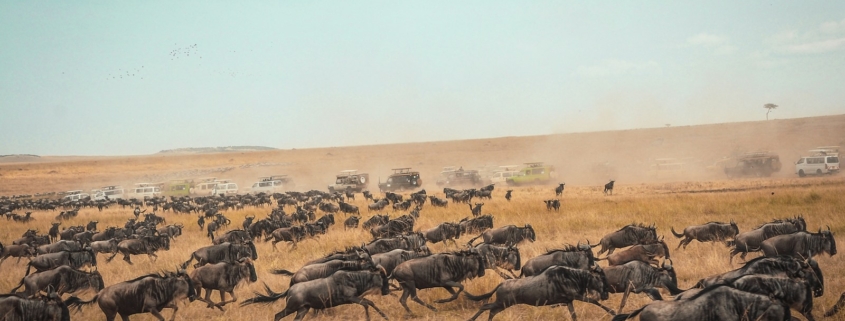 Wilderbeest migration on the maasai mara