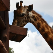 brown giraffe during daytime