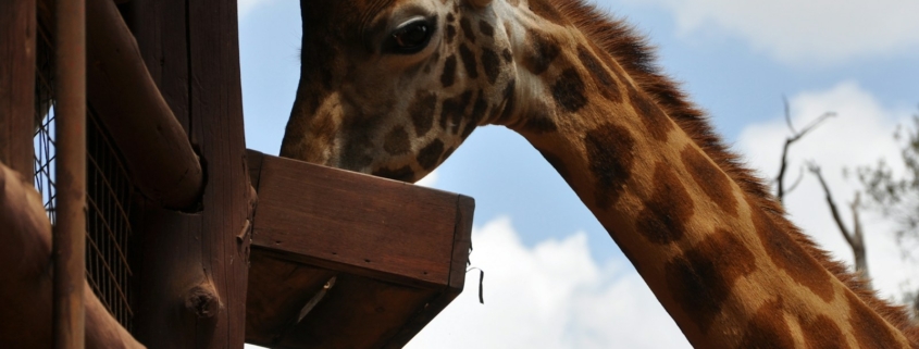 brown giraffe during daytime