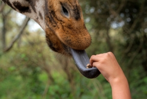 giraffe centre nairobi