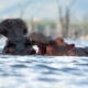 brown animal on body of water during daytime