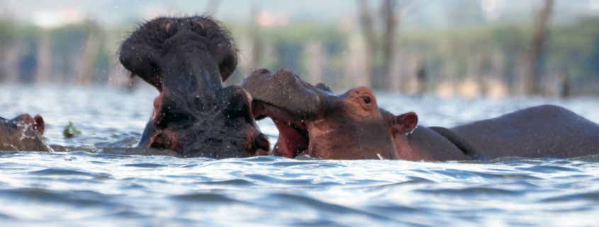 brown animal on body of water during daytime