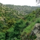 a rocky hillside with trees