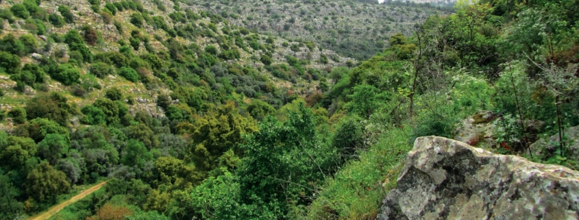 a rocky hillside with trees