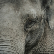 grey elephant close-up photography