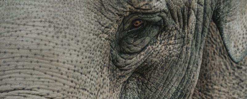 grey elephant close-up photography