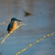 blue and brown kingfisher on tree twig near river during daytime