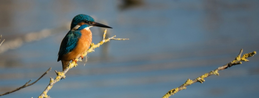 blue and brown kingfisher on tree twig near river during daytime