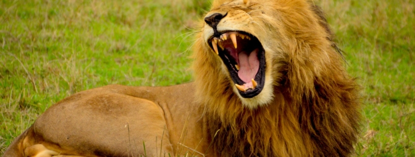 lion lying on green grass at daytime